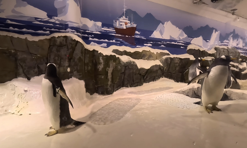 Pinguine beobachten